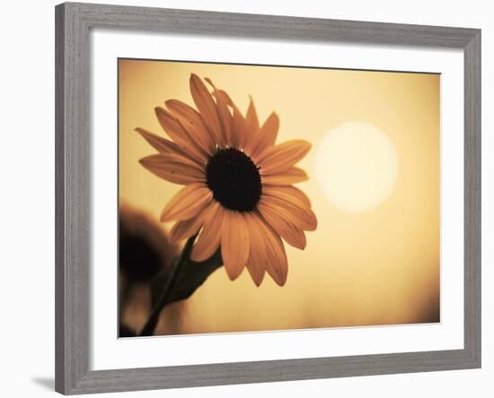 Environment: Sunflower Sunset Landscape Affected by Colorado Wildfires Near Boulder-Kevin Lange-Framed Photographic Print