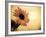 Environment: Sunflower Sunset Landscape Affected by Colorado Wildfires Near Boulder-Kevin Lange-Framed Photographic Print