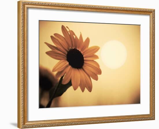 Environment: Sunflower Sunset Landscape Affected by Colorado Wildfires Near Boulder-Kevin Lange-Framed Photographic Print