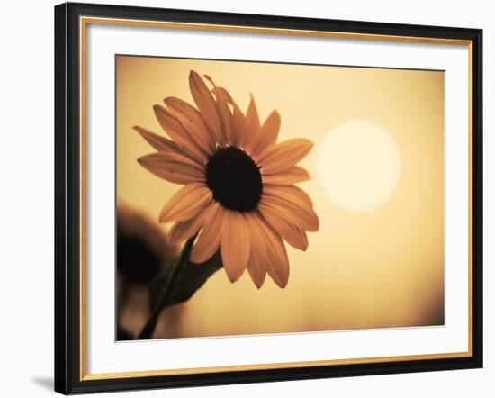 Environment: Sunflower Sunset Landscape Affected by Colorado Wildfires Near Boulder-Kevin Lange-Framed Photographic Print