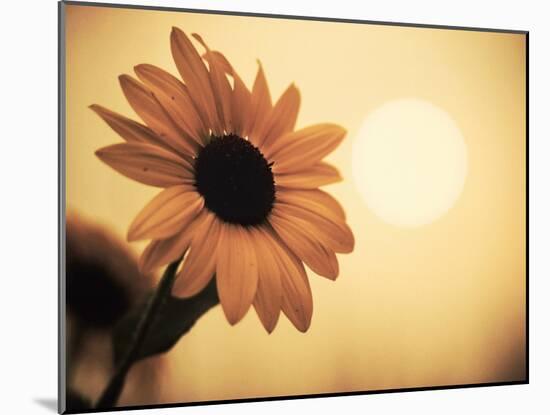Environment: Sunflower Sunset Landscape Affected by Colorado Wildfires Near Boulder-Kevin Lange-Mounted Photographic Print