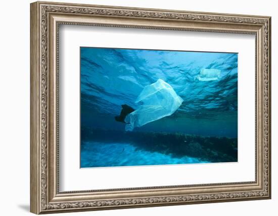 Environmental Problem - Plastic Bags Dumped on a Coral Reef in the Red Sea, Egypt-Rich Carey-Framed Photographic Print