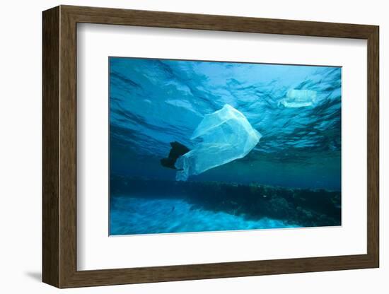 Environmental Problem - Plastic Bags Dumped on a Coral Reef in the Red Sea, Egypt-Rich Carey-Framed Photographic Print