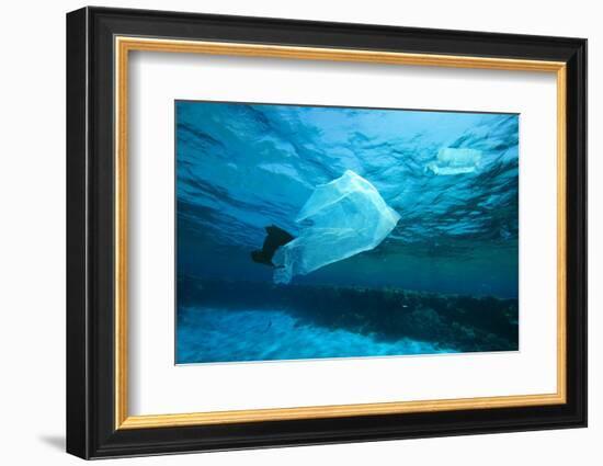 Environmental Problem - Plastic Bags Dumped on a Coral Reef in the Red Sea, Egypt-Rich Carey-Framed Photographic Print