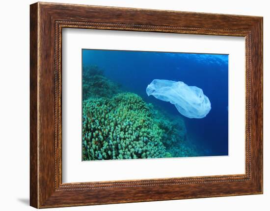 Environmental Problem - Plastic Trash on a Coral Reef. (I Cleared up This and Other Rubbish from Th-Rich Carey-Framed Photographic Print