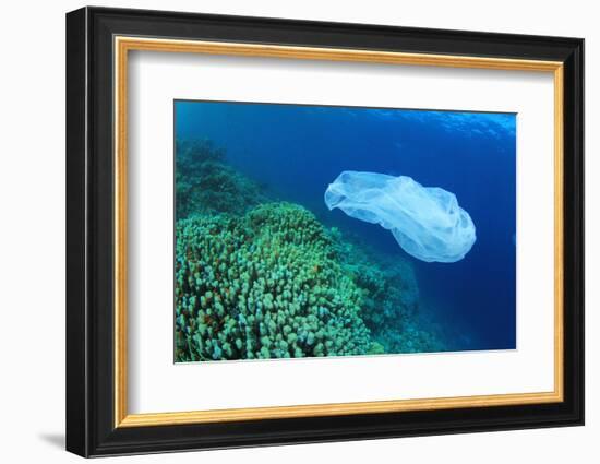 Environmental Problem - Plastic Trash on a Coral Reef. (I Cleared up This and Other Rubbish from Th-Rich Carey-Framed Photographic Print