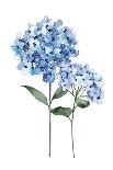 Two Hydrangeas-Enya Todd-Mounted Art Print