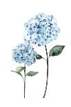 Two Hydrangeas-Enya Todd-Framed Stretched Canvas