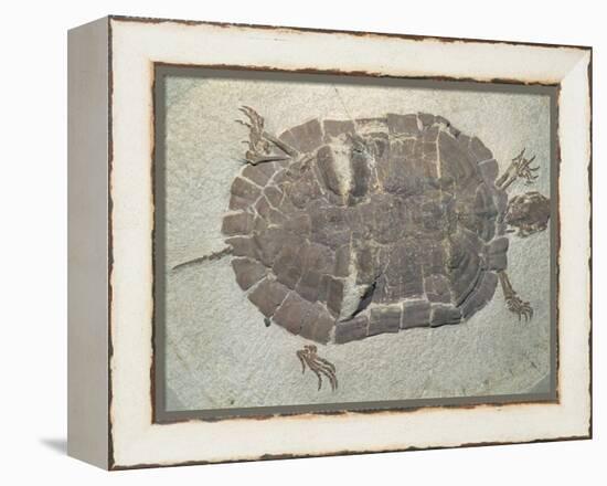 Eocene Echmatemys Fossil Turtle-Kevin Schafer-Framed Premier Image Canvas