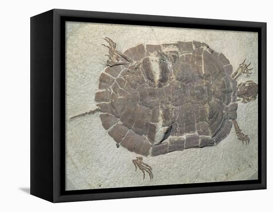Eocene Echmatemys Fossil Turtle-Kevin Schafer-Framed Premier Image Canvas