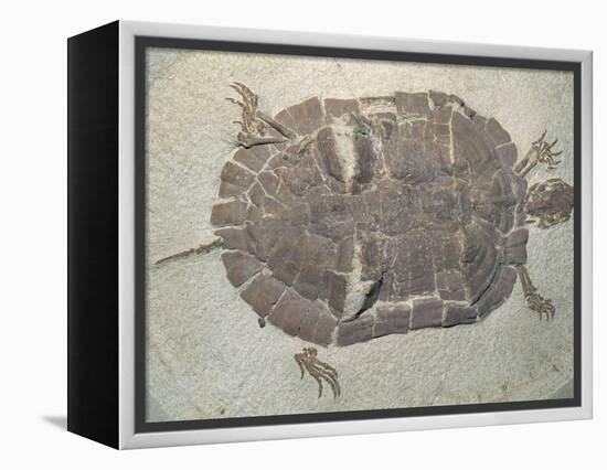 Eocene Echmatemys Fossil Turtle-Kevin Schafer-Framed Premier Image Canvas