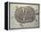 Eocene Echmatemys Fossil Turtle-Kevin Schafer-Framed Premier Image Canvas