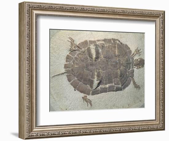 Eocene Echmatemys Fossil Turtle-Kevin Schafer-Framed Photographic Print