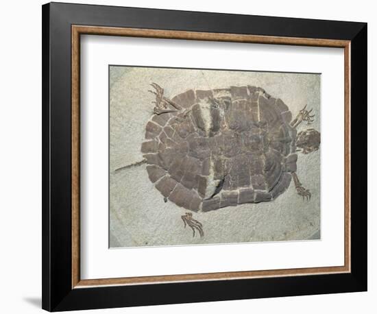 Eocene Echmatemys Fossil Turtle-Kevin Schafer-Framed Photographic Print