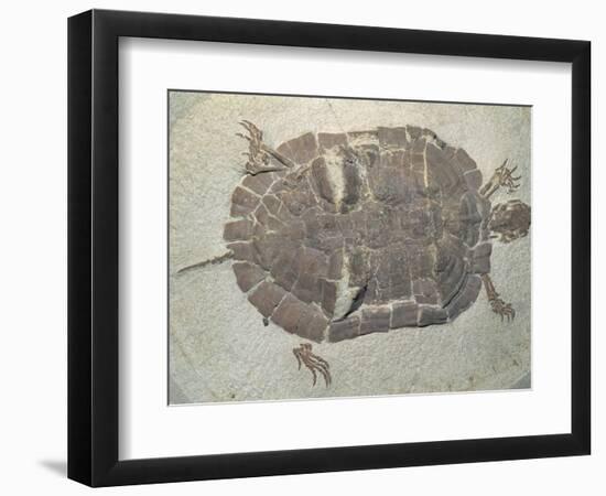 Eocene Echmatemys Fossil Turtle-Kevin Schafer-Framed Photographic Print