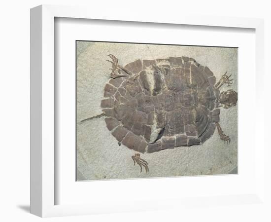 Eocene Echmatemys Fossil Turtle-Kevin Schafer-Framed Photographic Print