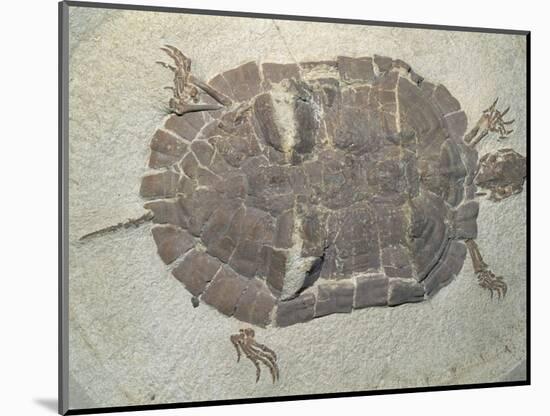 Eocene Echmatemys Fossil Turtle-Kevin Schafer-Mounted Photographic Print