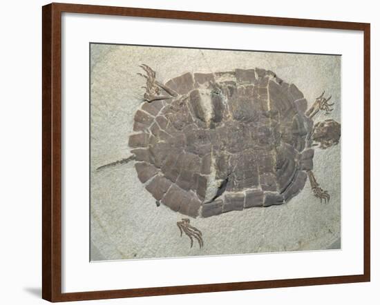 Eocene Echmatemys Fossil Turtle-Kevin Schafer-Framed Photographic Print