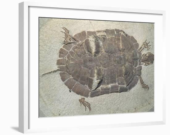Eocene Echmatemys Fossil Turtle-Kevin Schafer-Framed Photographic Print