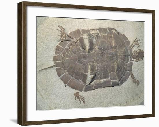 Eocene Echmatemys Fossil Turtle-Kevin Schafer-Framed Photographic Print