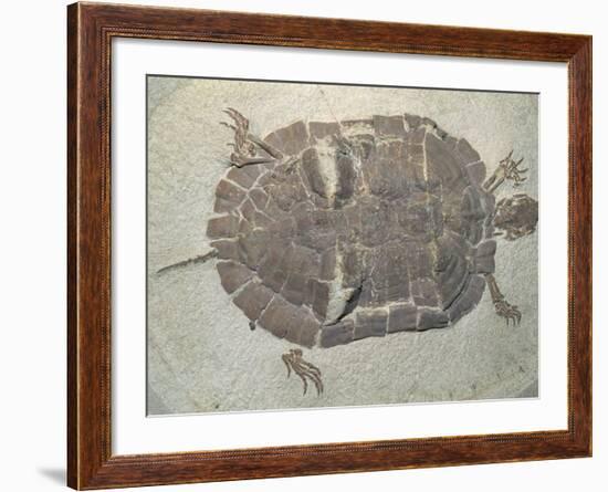 Eocene Echmatemys Fossil Turtle-Kevin Schafer-Framed Photographic Print