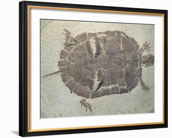 Eocene Echmatemys Fossil Turtle-Kevin Schafer-Framed Photographic Print