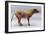 Eohippus-Christian Darkin-Framed Photographic Print