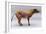 Eohippus-Christian Darkin-Framed Photographic Print