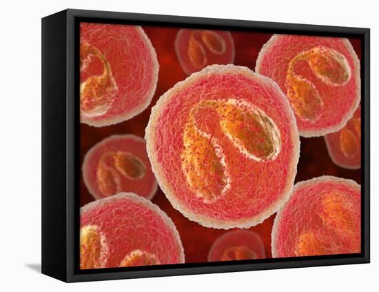 Eosinophil White Blood Cells, Artwork-David Mack-Framed Premier Image Canvas