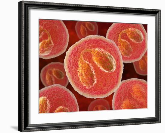 Eosinophil White Blood Cells, Artwork-David Mack-Framed Photographic Print