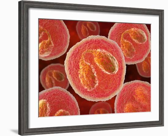 Eosinophil White Blood Cells, Artwork-David Mack-Framed Photographic Print