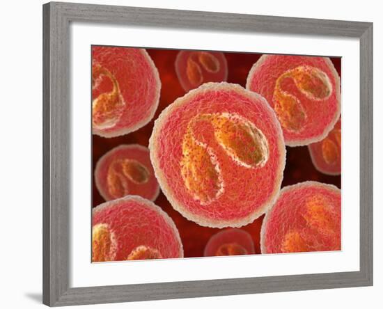 Eosinophil White Blood Cells, Artwork-David Mack-Framed Photographic Print