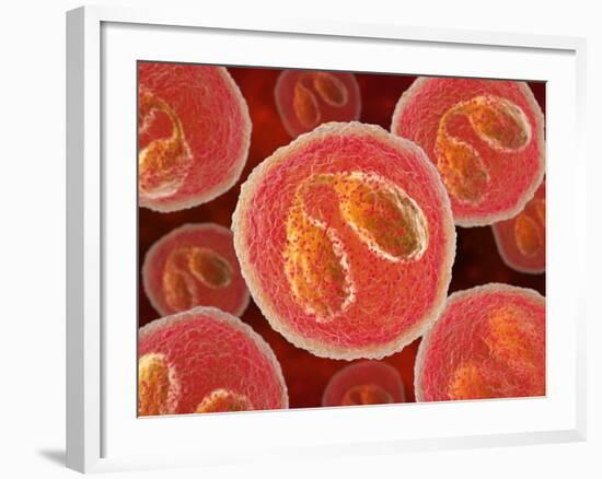 Eosinophil White Blood Cells, Artwork-David Mack-Framed Photographic Print