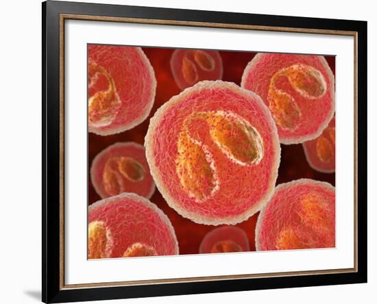 Eosinophil White Blood Cells, Artwork-David Mack-Framed Photographic Print