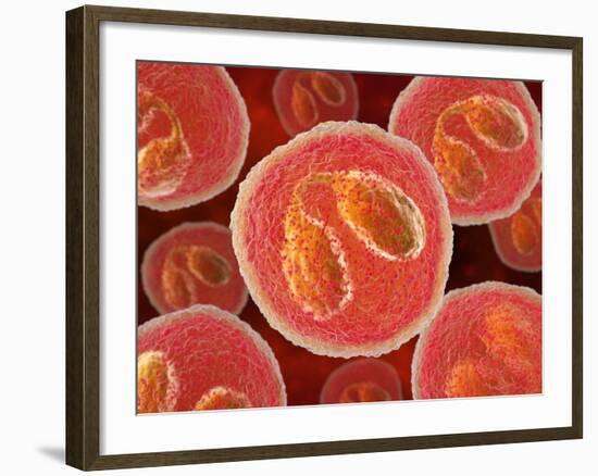 Eosinophil White Blood Cells, Artwork-David Mack-Framed Photographic Print