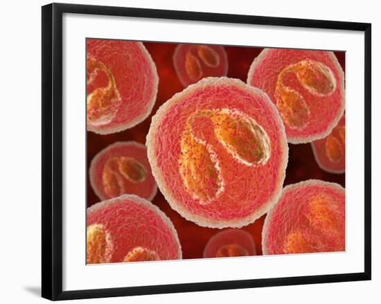 Eosinophil White Blood Cells, Artwork-David Mack-Framed Photographic Print