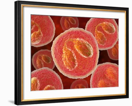 Eosinophil White Blood Cells, Artwork-David Mack-Framed Photographic Print