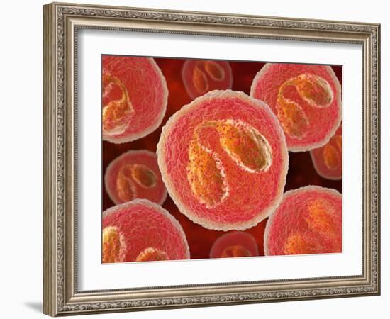 Eosinophil White Blood Cells, Artwork-David Mack-Framed Photographic Print
