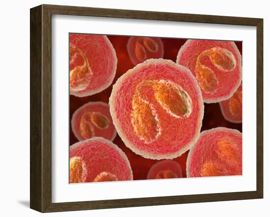 Eosinophil White Blood Cells, Artwork-David Mack-Framed Photographic Print