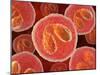 Eosinophil White Blood Cells, Artwork-David Mack-Mounted Photographic Print