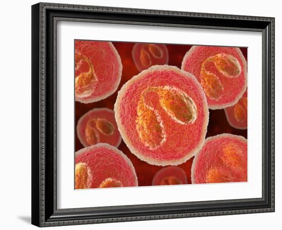 Eosinophil White Blood Cells, Artwork-David Mack-Framed Photographic Print