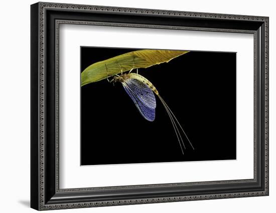 Ephemera Danica (Mayfly)-Paul Starosta-Framed Photographic Print