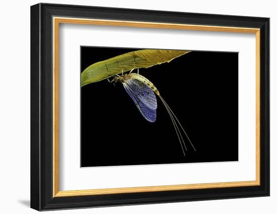 Ephemera Danica (Mayfly)-Paul Starosta-Framed Photographic Print