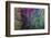 Ephemeral Beauty-3-Moises Levy-Framed Photographic Print