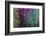 Ephemeral Beauty-3-Moises Levy-Framed Photographic Print