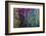 Ephemeral Beauty-3-Moises Levy-Framed Photographic Print