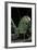 Ephippiger Diurnus (Bushcricket)-Paul Starosta-Framed Photographic Print