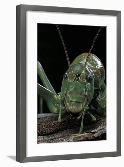 Ephippiger Diurnus (Bushcricket)-Paul Starosta-Framed Photographic Print