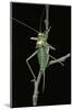 Ephippiger Ephippiger (European Bushcricket)-Paul Starosta-Mounted Photographic Print