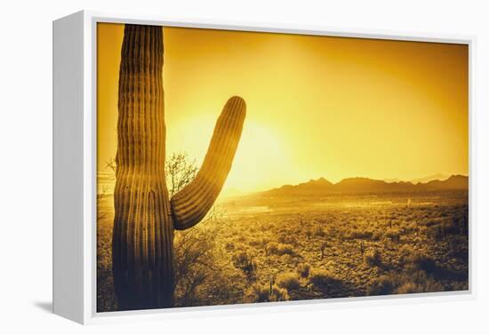 Epic Desert Sunset over Valley of the Sun, Phoenix, Scottsdale, Arizona with Saguaro Cactus in Fore-BCFC-Framed Premier Image Canvas